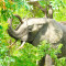 DES ÉLÉPHANTS DANS LA FORÊT SACRÉE DE SEROU