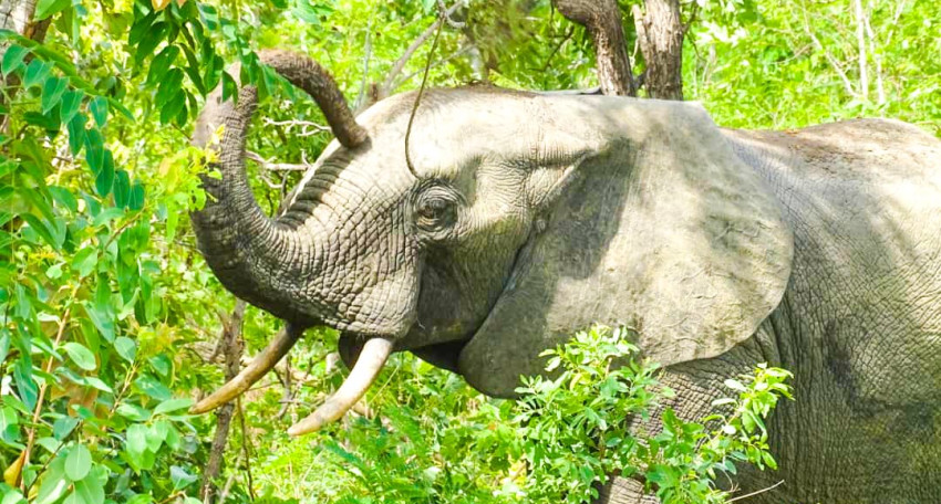 DES ÉLÉPHANTS DANS LA FORÊT SACRÉE DE SEROU